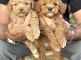 Toy Poodle Bebekler