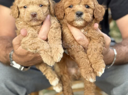 Toy Poodle Bebekler görsel
