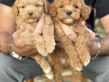 Toy Poodle Bebekler