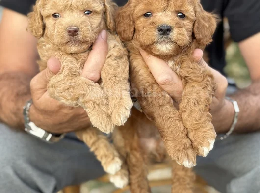 Toy Poodle Bebekler görsel