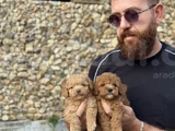 Toy Poodle Bebekler