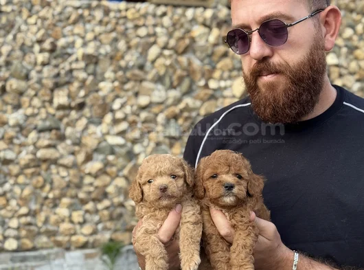 Toy Poodle Bebekler görsel
