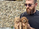 Toy poodle bebekler