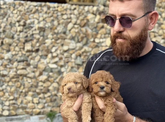 Toy Poodle Bebekler