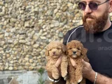 Toy Poodle Bebekler