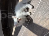 Orji̇nal Yavru 2 İran Kedi̇si̇