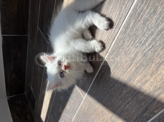 Orji̇nal Yavru 2 İran Kedi̇si̇ görsel