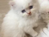 ORJİNAL YAVRU 2 İRAN KEDİSİ