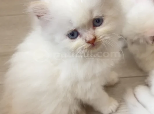 Orji̇nal Yavru 2 İran Kedi̇si̇