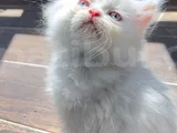 Orji̇nal Yavru 2 İran Kedi̇si̇