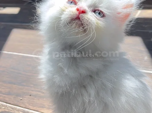 Orji̇nal Yavru 2 İran Kedi̇si̇ görsel