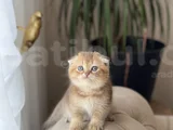 Orji̇nal Golden Scotti̇sh Fold Yavrum