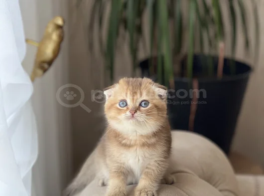 Orji̇nal Golden Scotti̇sh Fold Yavrum görsel