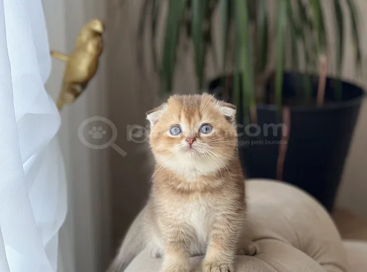 Orji̇nal Golden Scotti̇sh Fold Yavrum
