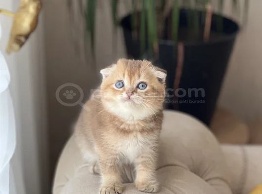 Orji̇nal Golden Scotti̇sh Fold Yavrum görsel