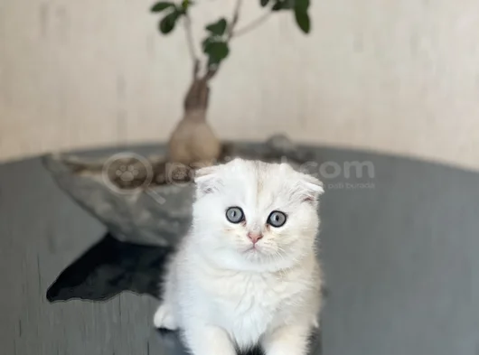 Safkan Ayi Surat Scotti̇sh Fold Si̇lver Yavrum görsel
