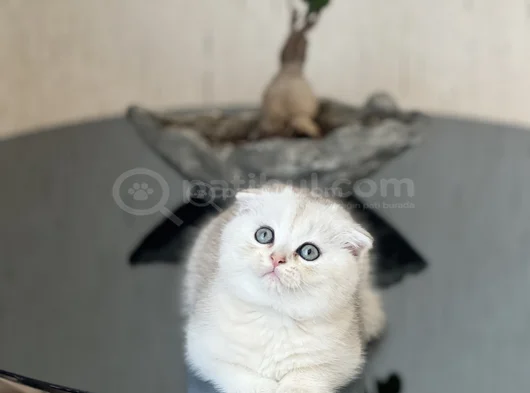 Safkan Ayi Surat Scotti̇sh Fold Si̇lver Yavrum görsel