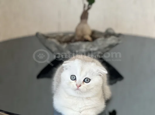 Safkan Ayi Surat Scotti̇sh Fold Si̇lver Yavrum görsel