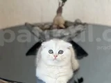SAFKAN AYI SURAT SCOTTİSH FOLD SİLVER YAVRUM