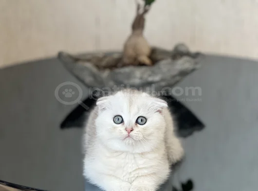 Safkan Ayi Surat Scotti̇sh Fold Si̇lver Yavrum