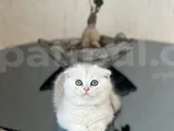 Safkan Ayi Surat Scotti̇sh Fold Si̇lver Yavrum