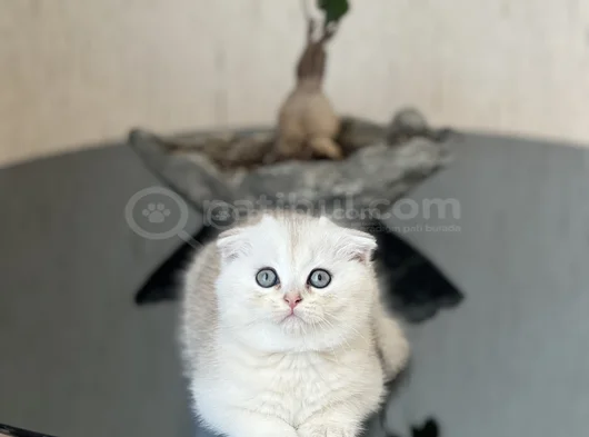 Safkan Ayi Surat Scotti̇sh Fold Si̇lver Yavrum görsel