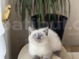 HARİKA GÖZ RENGİNDE BRİTİSH BLUE POİNT YAVRUM
