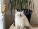 Hari̇ka Göz Rengi̇nde Bri̇ti̇sh Blue Poi̇nt Yavrum