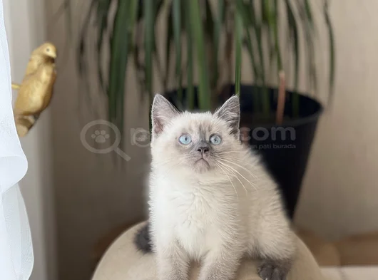 Hari̇ka Göz Rengi̇nde Bri̇ti̇sh Blue Poi̇nt Yavrum görsel