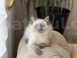 Hari̇ka Göz Rengi̇nde Bri̇ti̇sh Blue Poi̇nt Yavrum