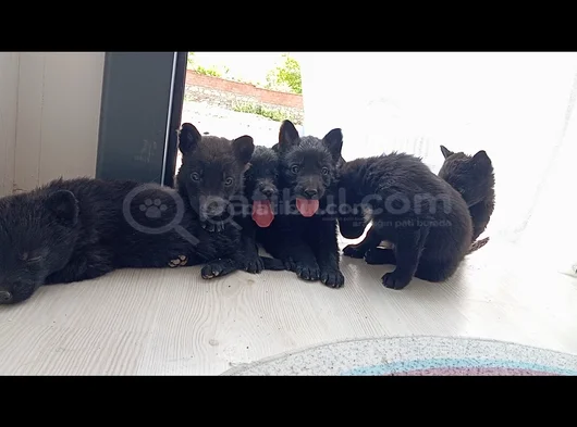 Daha İyisini Yapana Kadar En İyisi Solid Black Alman Çoban