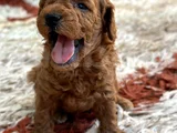 Ki̇lo Ve Irk Garanti̇li̇ Toy Poodle
