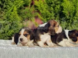 Beagle Yavrular Irkının En Güzelleri