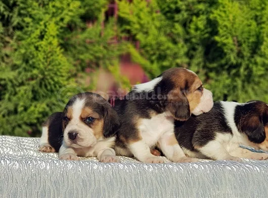 Beagle Yavrular Irkının En Güzelleri görsel