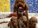 KİLO VE IRK GARANTİLİ TOY POODLE