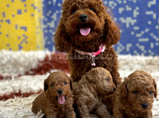 Ki̇lo Ve Irk Garanti̇li̇ Toy Poodle