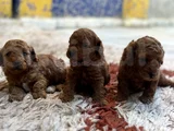 Ki̇lo Ve Irk Garanti̇li̇ Toy Poodle