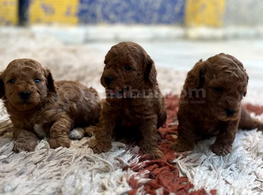 Ki̇lo Ve Irk Garanti̇li̇ Toy Poodle görsel