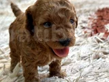 Ki̇lo Ve Irk Garanti̇li̇ Toy Poodle