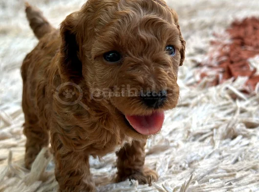 Ki̇lo Ve Irk Garanti̇li̇ Toy Poodle görsel