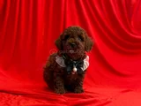 Dark Brown Toy Poodle Yavrular 