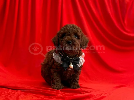 Dark Brown Toy Poodle Yavrular  görsel