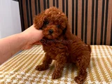 Tesci̇lli̇ Irk Mükenmel Poodle