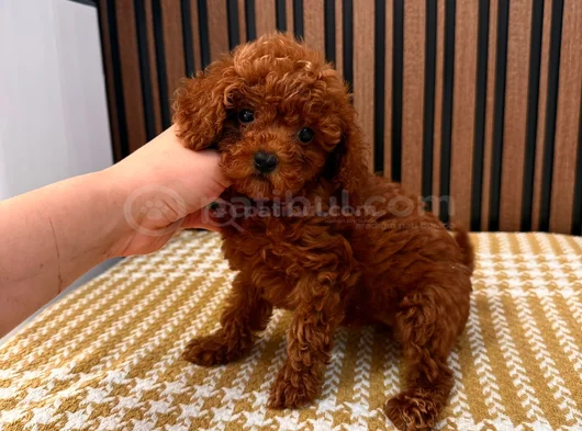 Tesci̇lli̇ Irk Mükenmel Poodle görsel