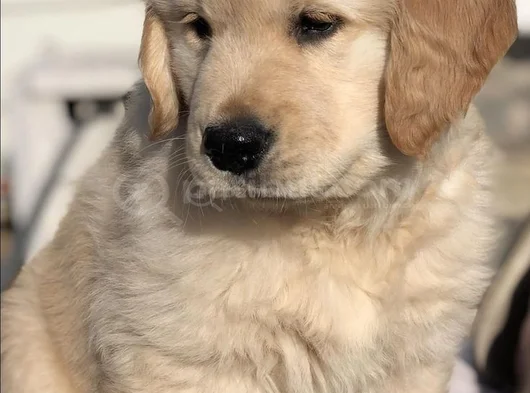 Golden Yavrularimiz görsel