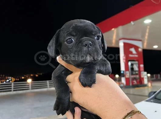 Dişi Ve Erkek Mevcuttur görsel
