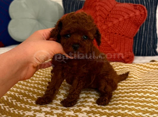 Ekli̇yeli̇ci̇ Güzelli̇k 1650 Kg görsel
