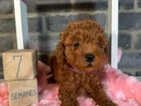 Evi̇ni̇zi̇n Neşesi̇ Olucak Poodle Yavrular