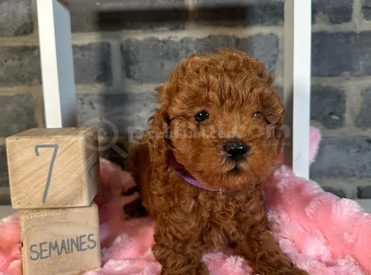 Evi̇ni̇zi̇n Neşesi̇ Olucak Poodle Yavrular görsel