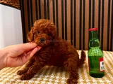TESCİLLİ IRK MÜKENMEL POODLE